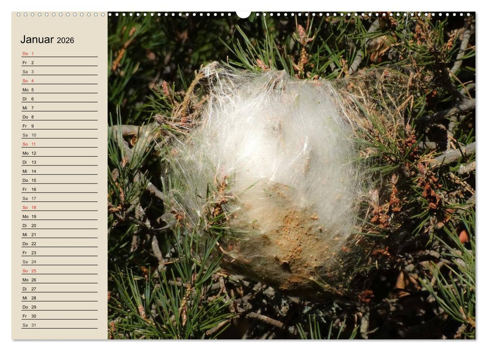 Raupen. Skurrile Verwandlungskünstler (CALVENDO Premium Wandkalender 2026)