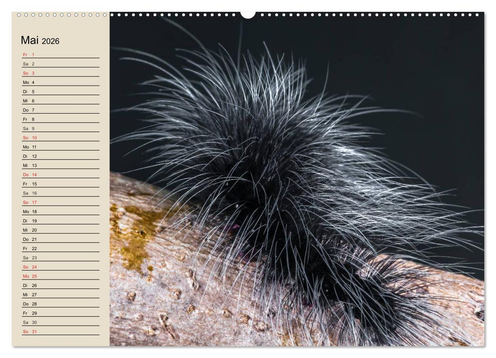 Raupen. Skurrile Verwandlungskünstler (CALVENDO Premium Wandkalender 2026)