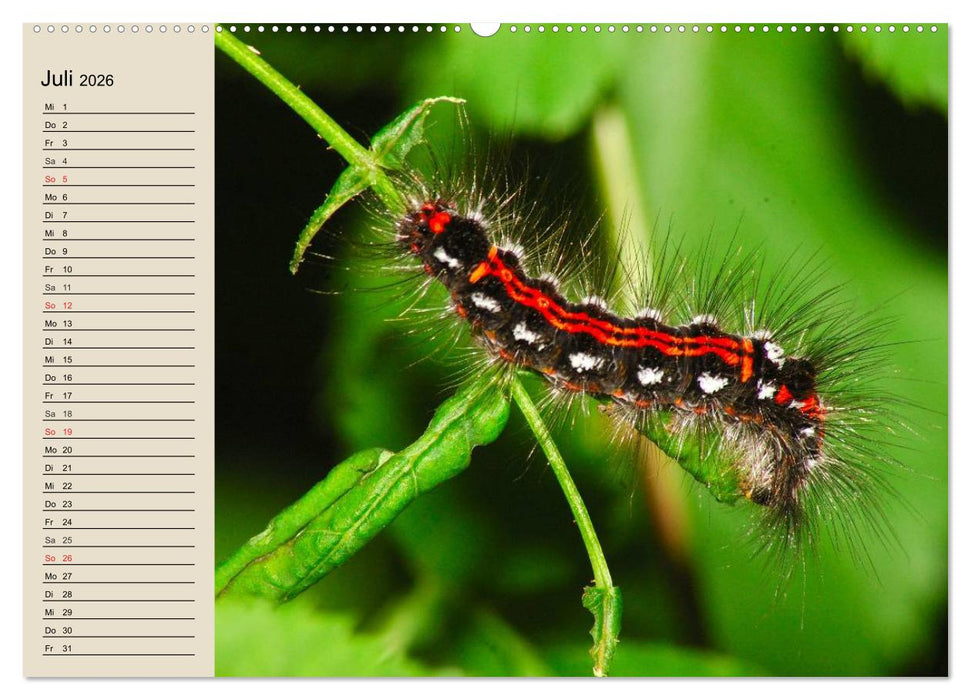 Raupen. Skurrile Verwandlungskünstler (CALVENDO Premium Wandkalender 2026)