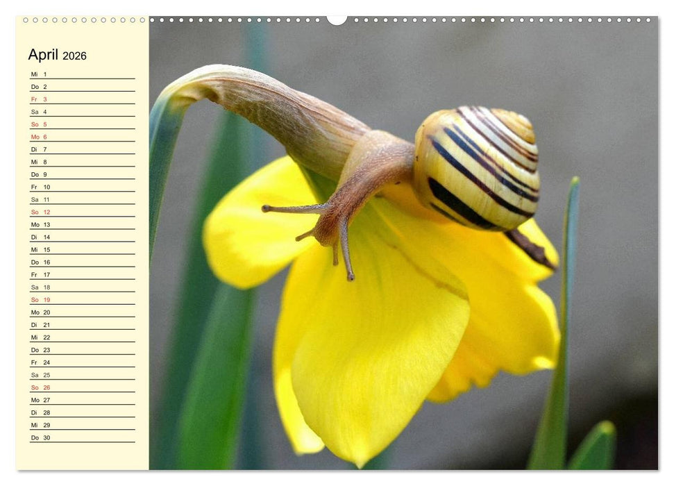 Schnecken. Witzige Schleimer (CALVENDO Premium Wandkalender 2026)