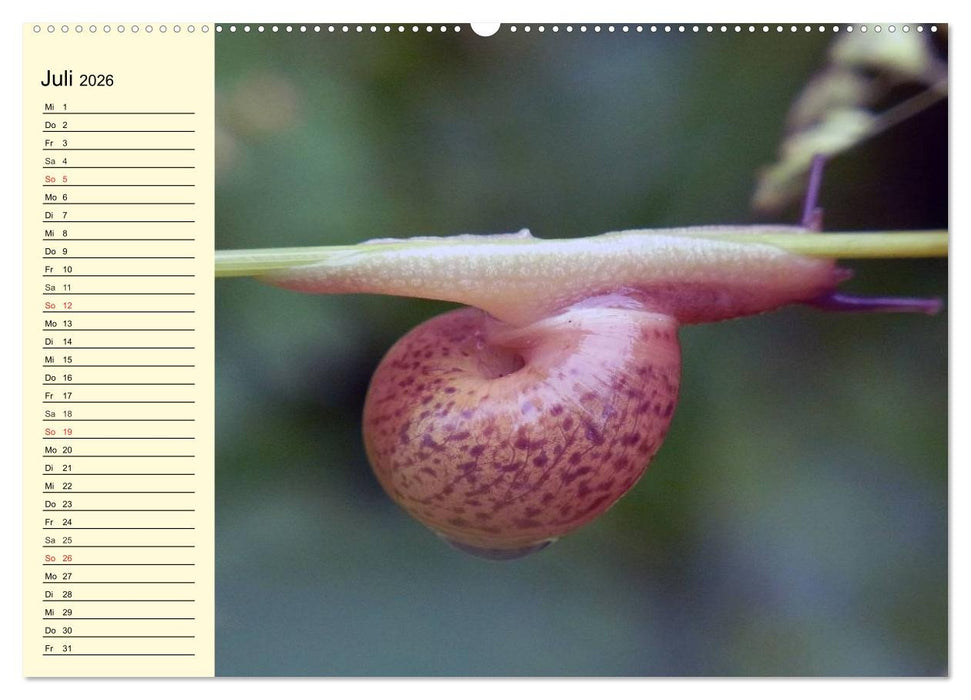 Schnecken. Witzige Schleimer (CALVENDO Premium Wandkalender 2026)
