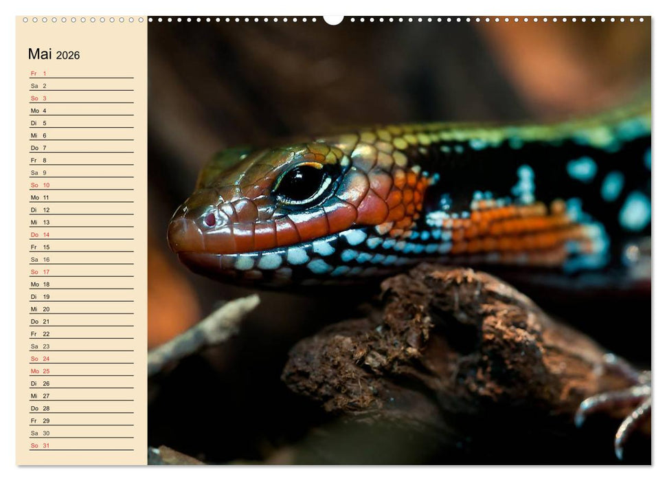 Reptilien. Schlangen, Echsen und Co. (CALVENDO Premium Wandkalender 2026)