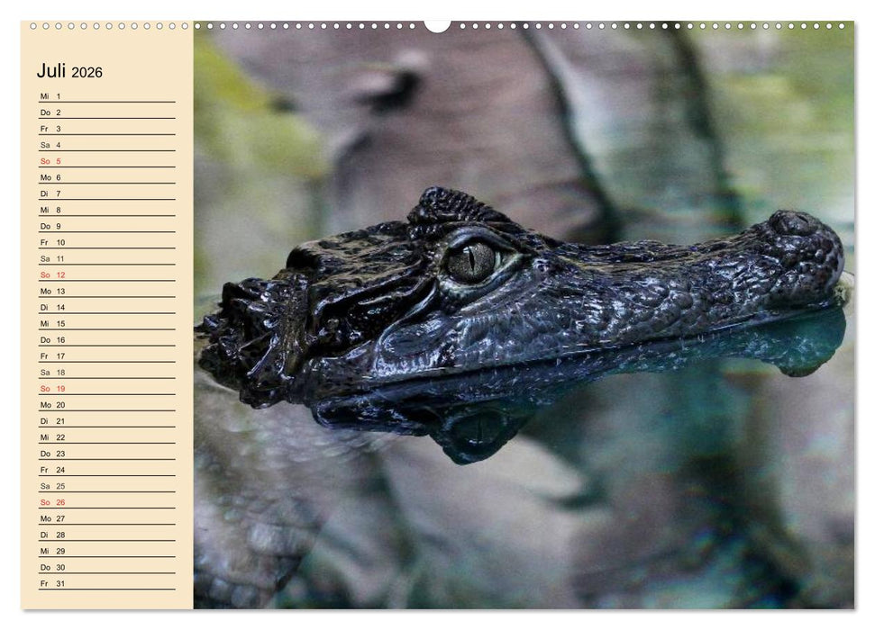 Reptilien. Schlangen, Echsen und Co. (CALVENDO Premium Wandkalender 2026)