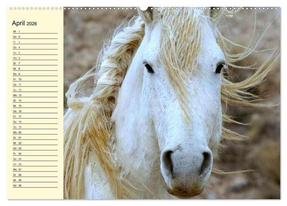 Wilde Pferde. Mustangs in USA (CALVENDO Premium Wandkalender 2026)