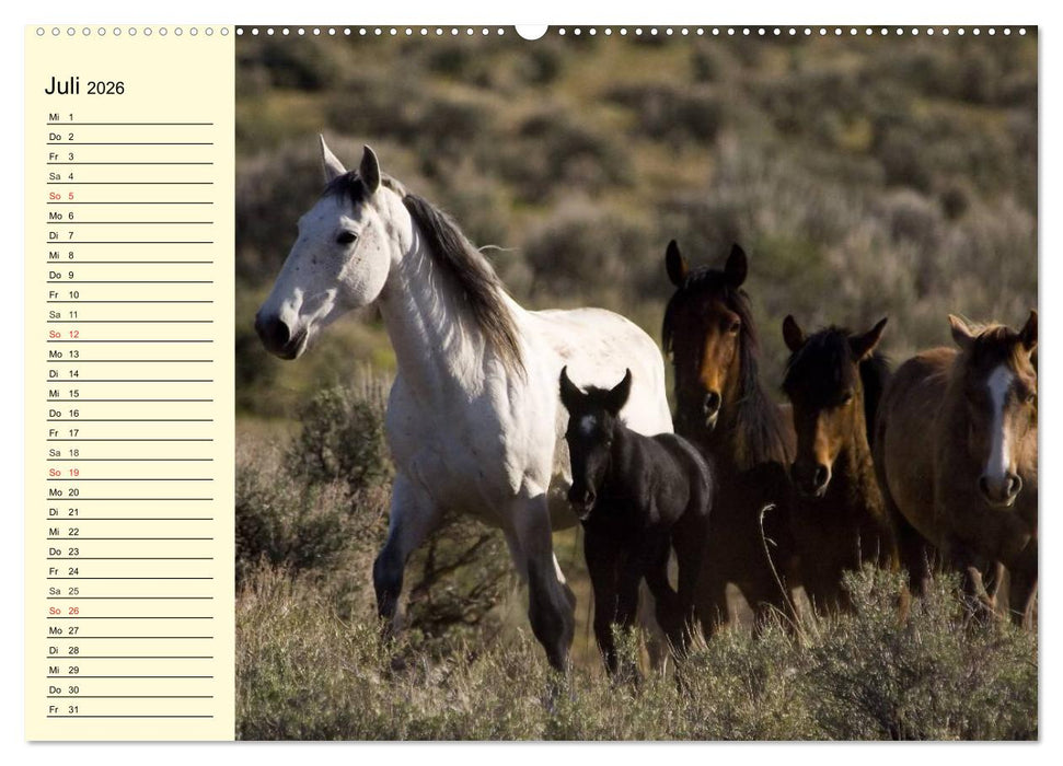 Wilde Pferde. Mustangs in USA (CALVENDO Premium Wandkalender 2026)