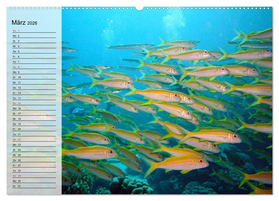 Paradiese im ewigen Blau. Die bunte Unterwasserwelt (CALVENDO Premium Wandkalender 2026)