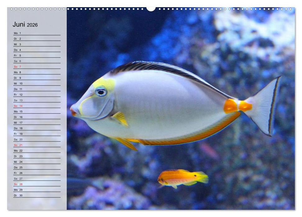 Paradiese im ewigen Blau. Die bunte Unterwasserwelt (CALVENDO Premium Wandkalender 2026)