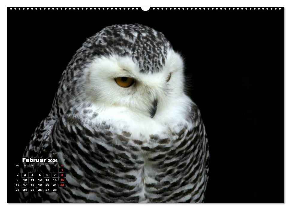 Greifvögel, Eulen und Käuze (CALVENDO Wandkalender 2026)
