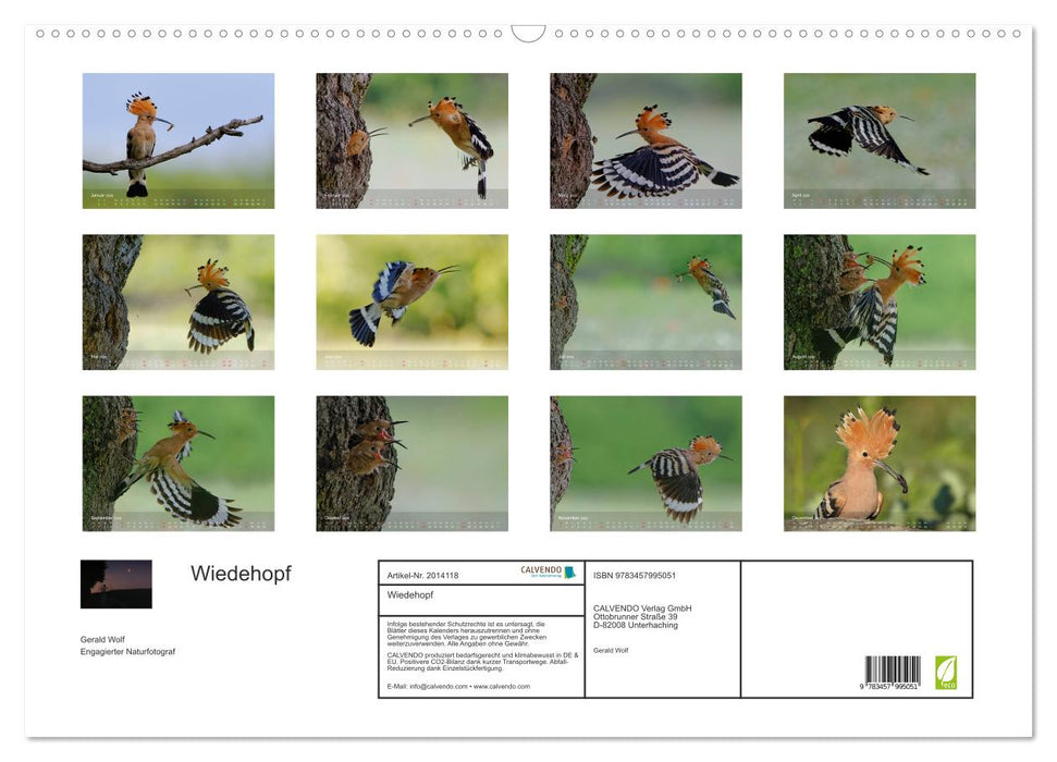 Wiedehopf (CALVENDO Wandkalender 2026)