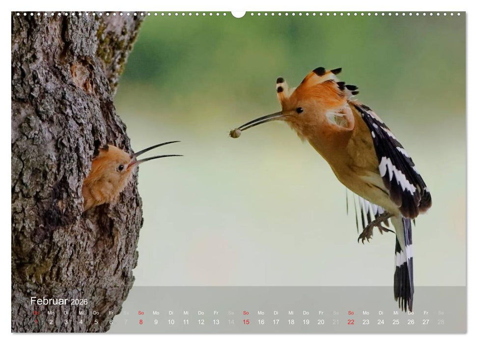 Wiedehopf (CALVENDO Wandkalender 2026)