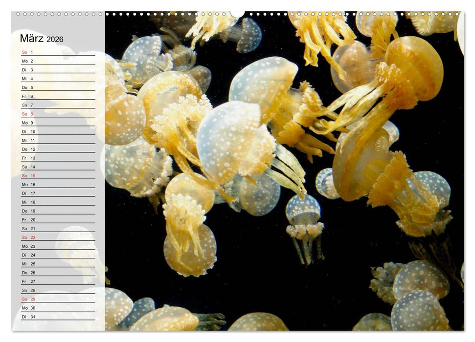 Quallen. Ätherische Wunderwesen (CALVENDO Premium Wandkalender 2026)