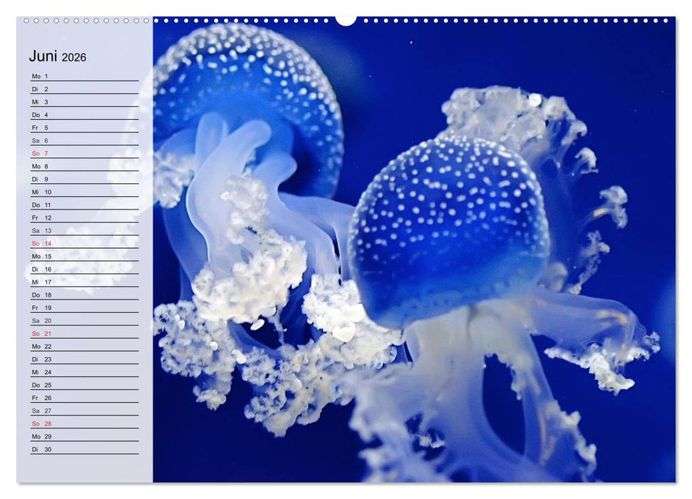 Quallen. Ätherische Wunderwesen (CALVENDO Premium Wandkalender 2026)