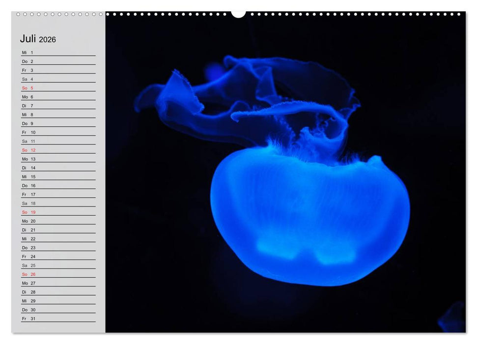 Quallen. Ätherische Wunderwesen (CALVENDO Premium Wandkalender 2026)