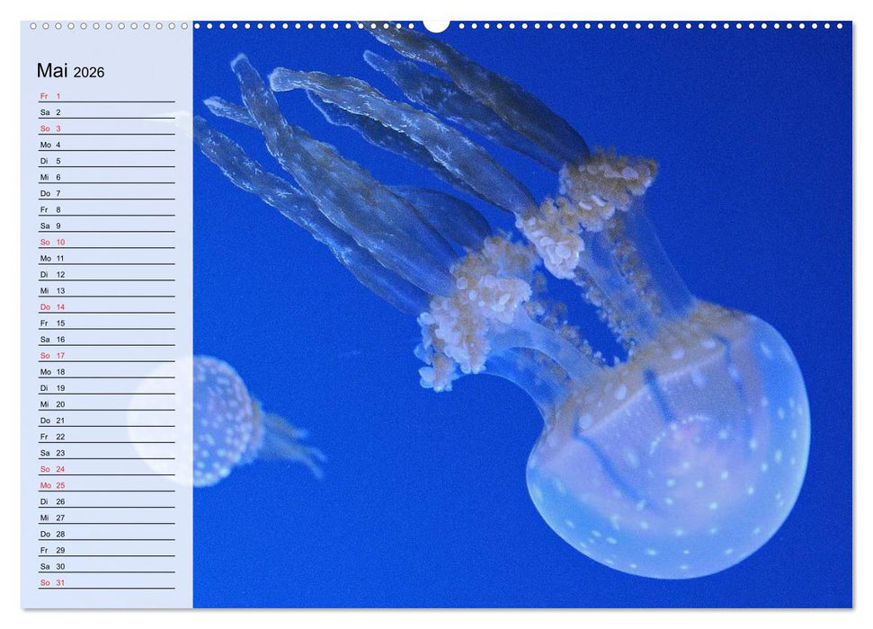 Quallen. Die Welt der Medusen (CALVENDO Premium Wandkalender 2026)