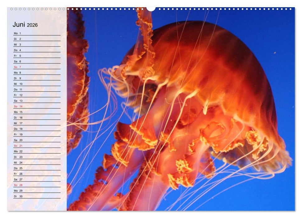Quallen. Die Welt der Medusen (CALVENDO Premium Wandkalender 2026)