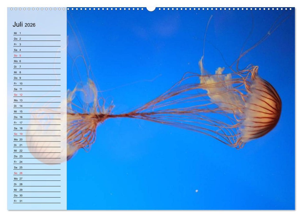 Quallen. Die Welt der Medusen (CALVENDO Premium Wandkalender 2026)