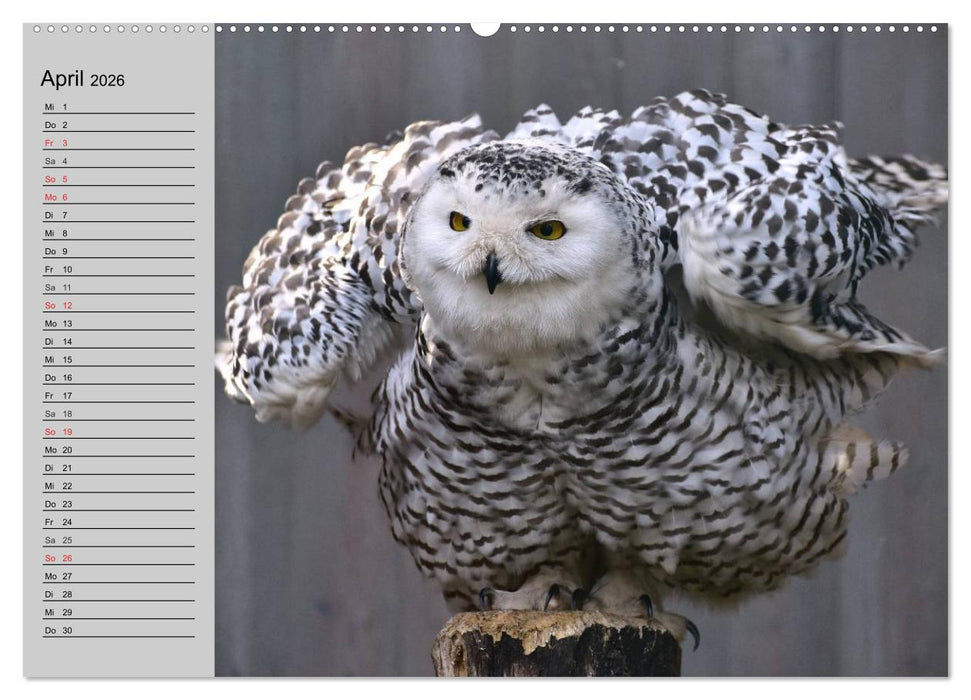 Eulen. Gefiederte Weisheit (CALVENDO Premium Wandkalender 2026)