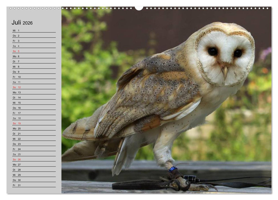 Eulen. Gefiederte Weisheit (CALVENDO Premium Wandkalender 2026)
