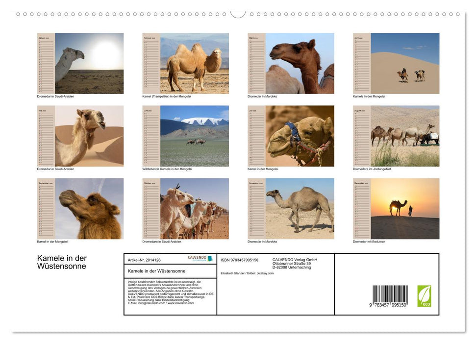 Kamele in der Wüstensonne (CALVENDO Premium Wandkalender 2026)