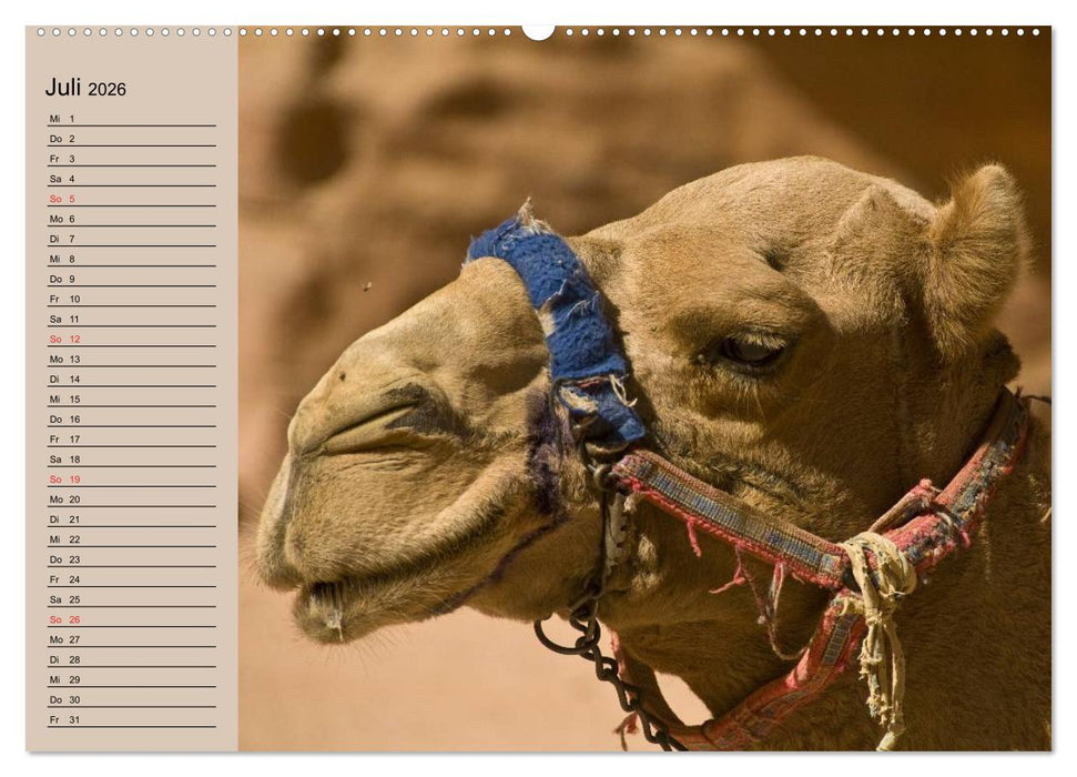 Kamele in der Wüstensonne (CALVENDO Premium Wandkalender 2026)