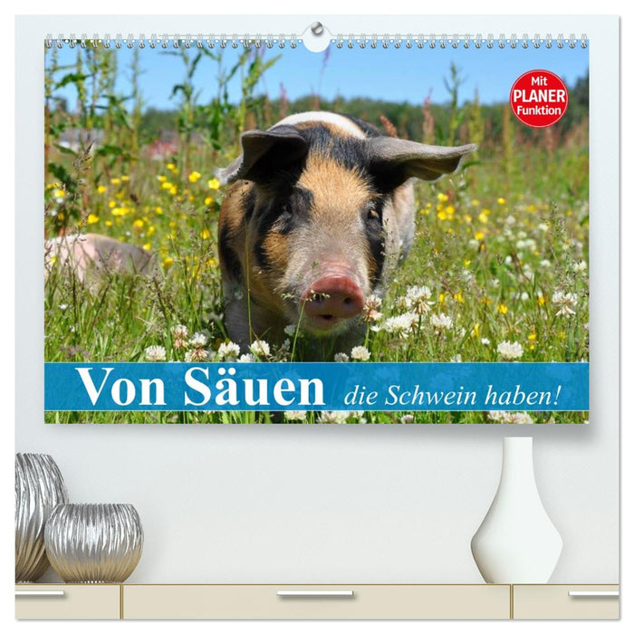 Von Säuen die Schwein haben! (CALVENDO Premium Wandkalender 2026)