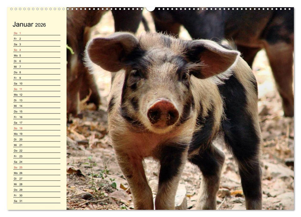 Von Säuen die Schwein haben! (CALVENDO Premium Wandkalender 2026)
