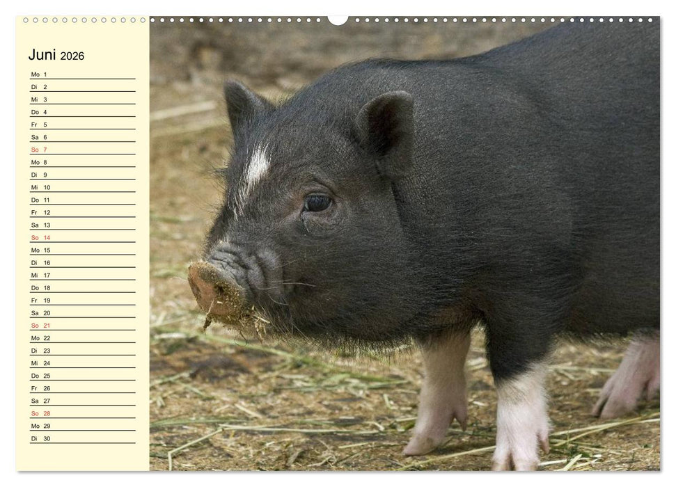 Von Säuen die Schwein haben! (CALVENDO Premium Wandkalender 2026)