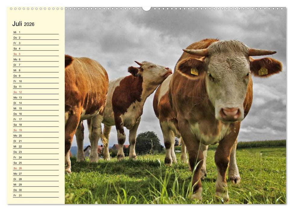Glückliche Kühe auf saftigen Wiesen (CALVENDO Premium Wandkalender 2026)