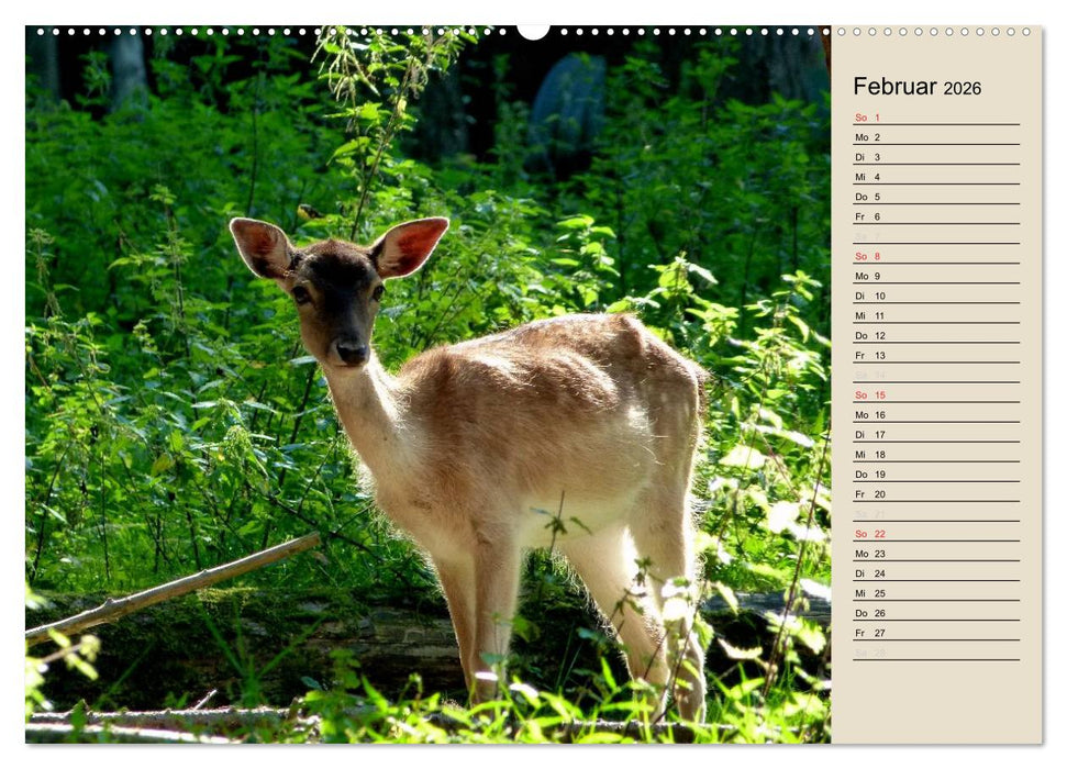 Bad Orb - Romantik im Spessart (CALVENDO Wandkalender 2026)