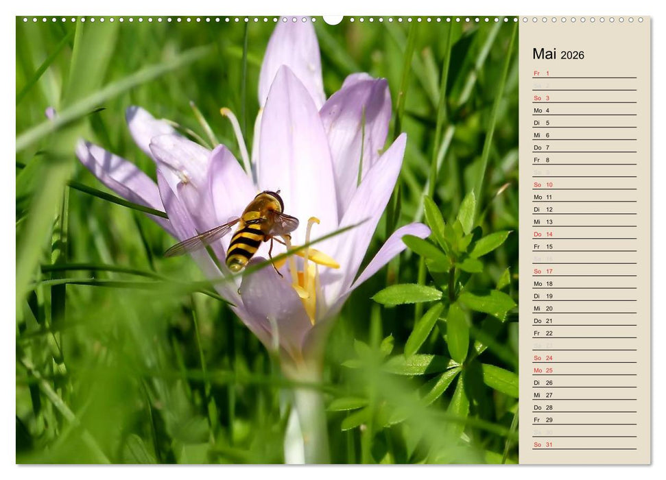 Bad Orb - Romantik im Spessart (CALVENDO Wandkalender 2026)