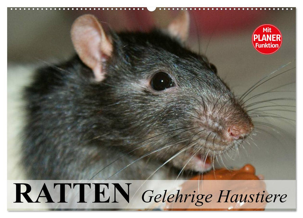 Ratten. Gelehrige Haustiere (CALVENDO Wandkalender 2026)