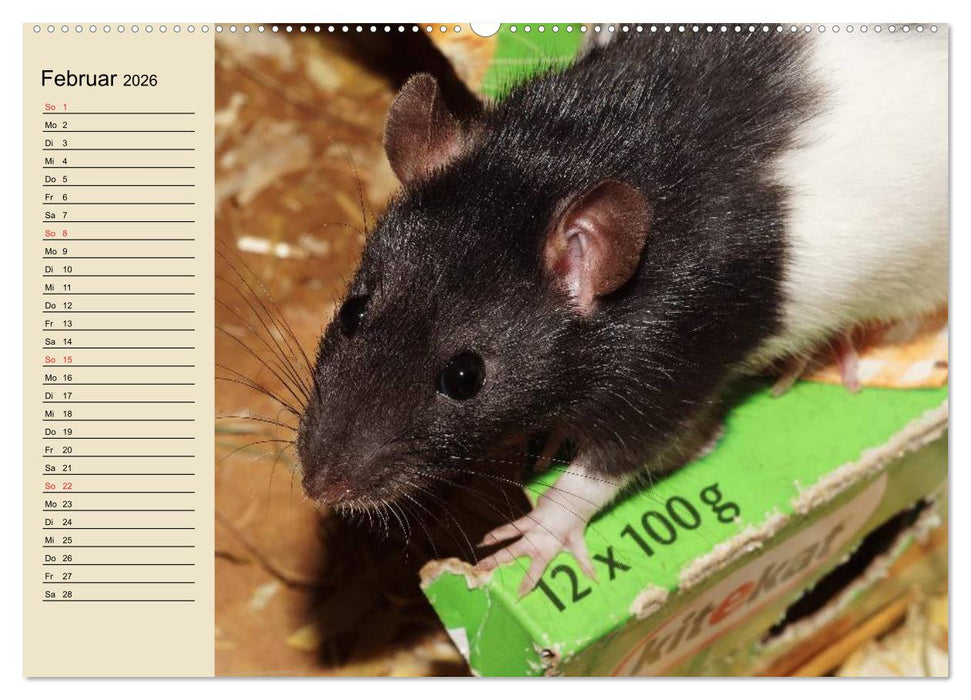 Ratten. Gelehrige Haustiere (CALVENDO Wandkalender 2026)