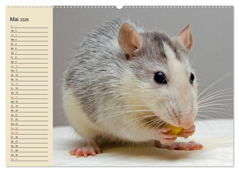 Ratten. Gelehrige Haustiere (CALVENDO Wandkalender 2026)