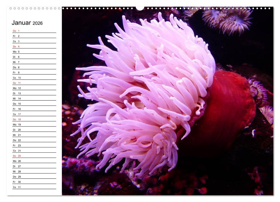 Faszination Tauchen. Neptuns Reich (CALVENDO Wandkalender 2026)
