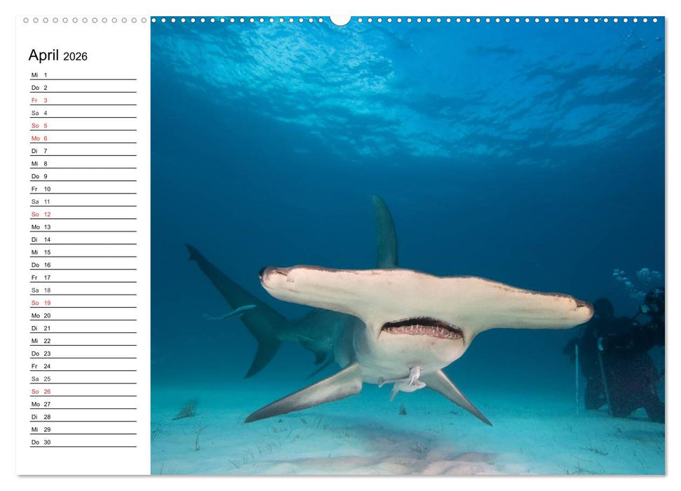 Faszination Tauchen. Neptuns Reich (CALVENDO Wandkalender 2026)