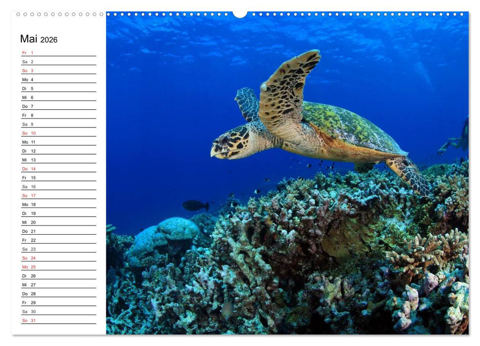 Faszination Tauchen. Neptuns Reich (CALVENDO Wandkalender 2026)