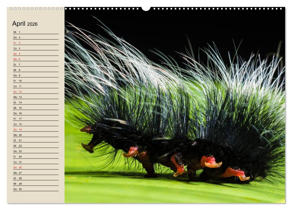 Raupen. Skurrile Verwandlungskünstler (CALVENDO Wandkalender 2026)