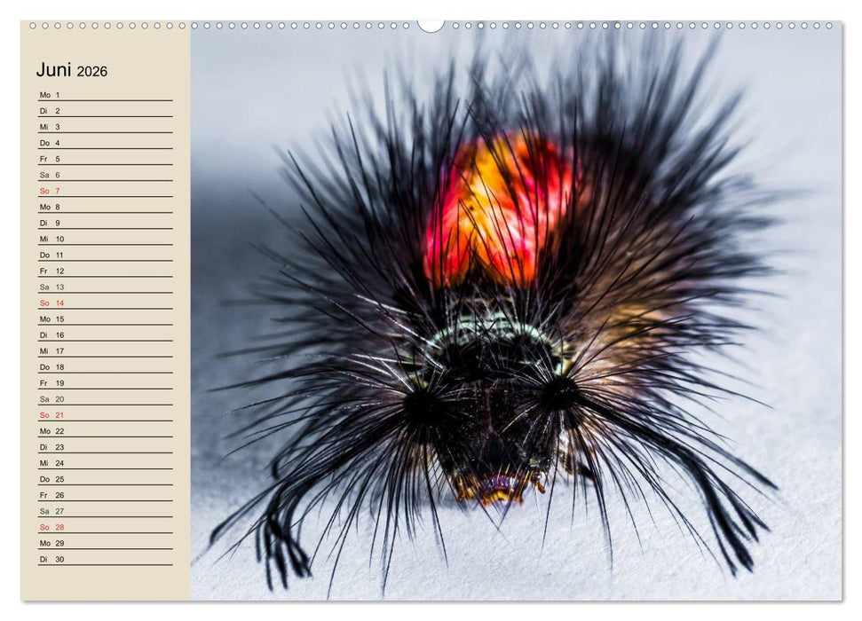 Raupen. Skurrile Verwandlungskünstler (CALVENDO Wandkalender 2026)