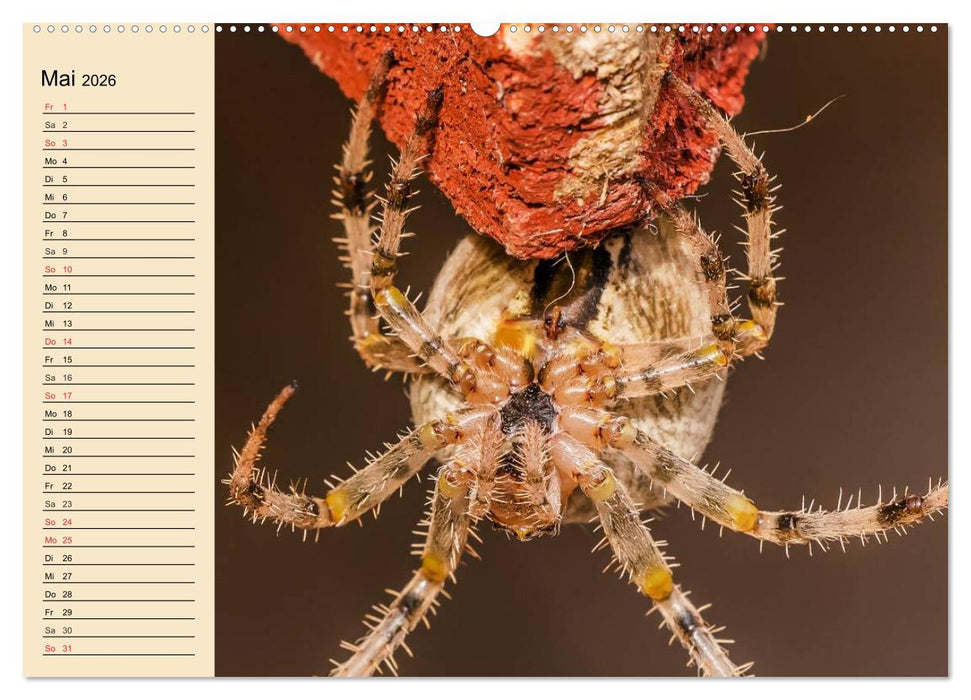 Faszination Spinnen (CALVENDO Wandkalender 2026)