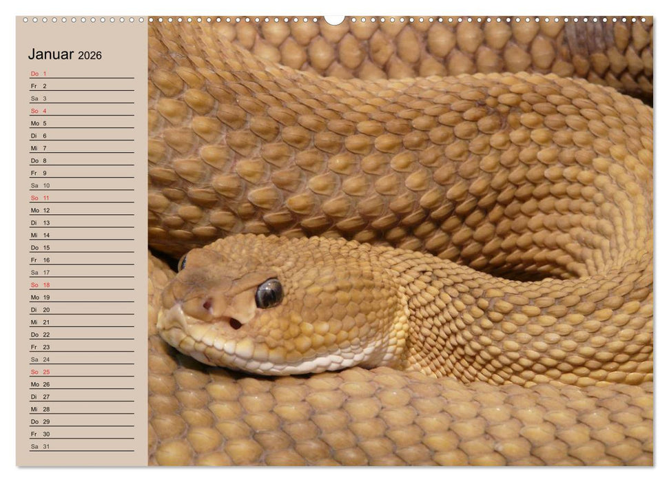 Schlangen (CALVENDO Wandkalender 2026)