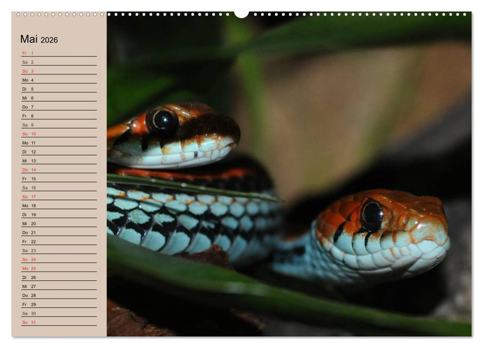 Schlangen (CALVENDO Wandkalender 2026)