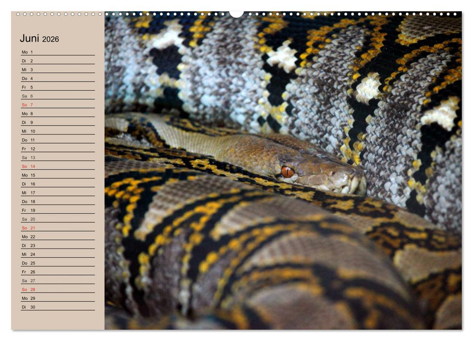 Schlangen (CALVENDO Wandkalender 2026)