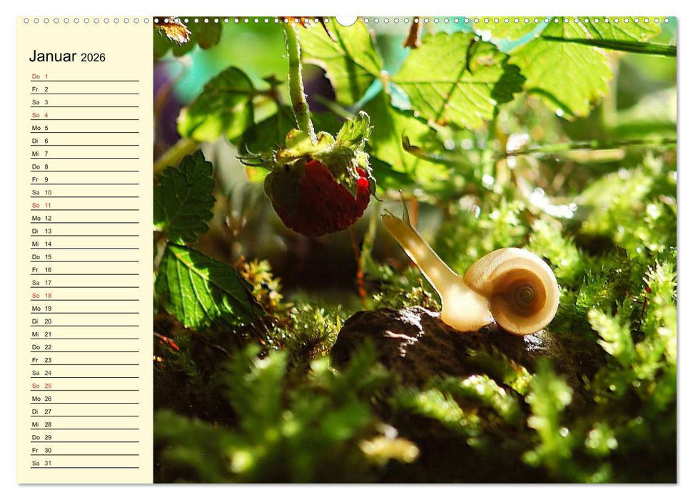 Schnecken. Witzige Schleimer (CALVENDO Wandkalender 2026)