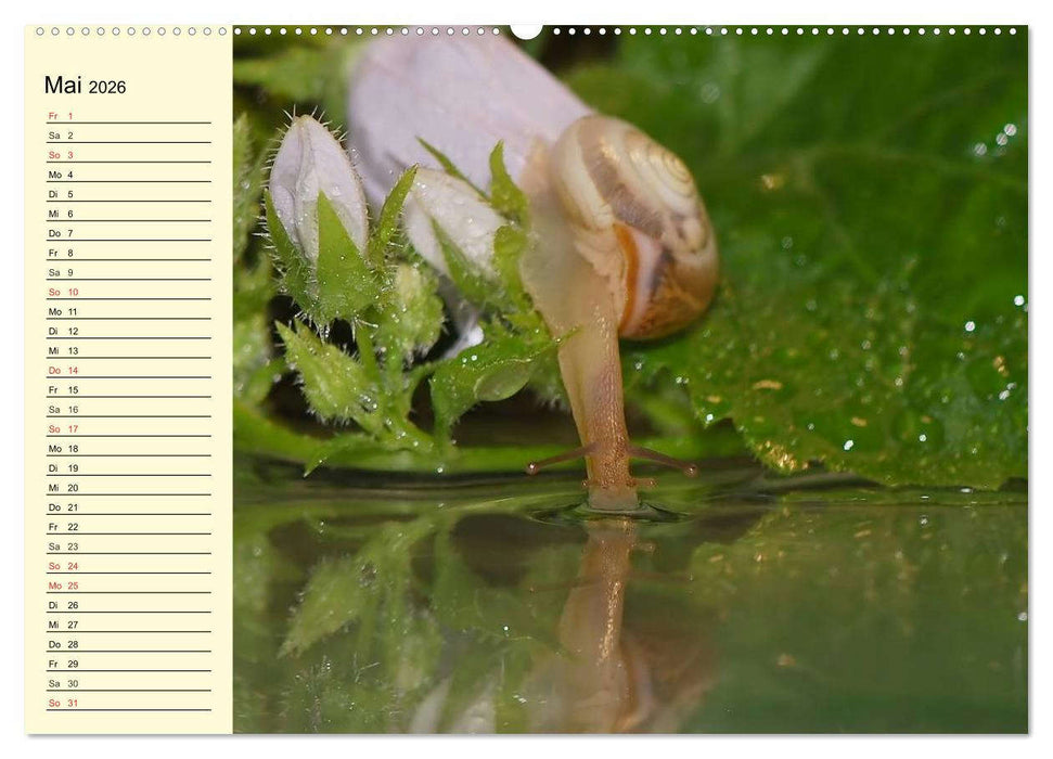 Schnecken. Witzige Schleimer (CALVENDO Wandkalender 2026)