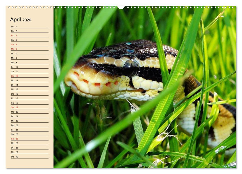 Reptilien. Schlangen, Echsen und Co. (CALVENDO Wandkalender 2026)