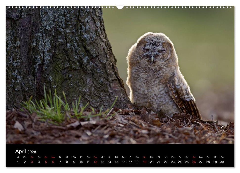 Waldkäuze, fotografiert in München (CALVENDO Premium Wandkalender 2026)