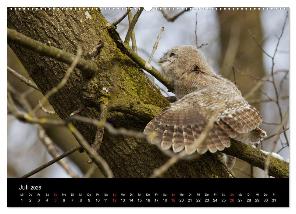 Waldkäuze, fotografiert in München (CALVENDO Premium Wandkalender 2026)