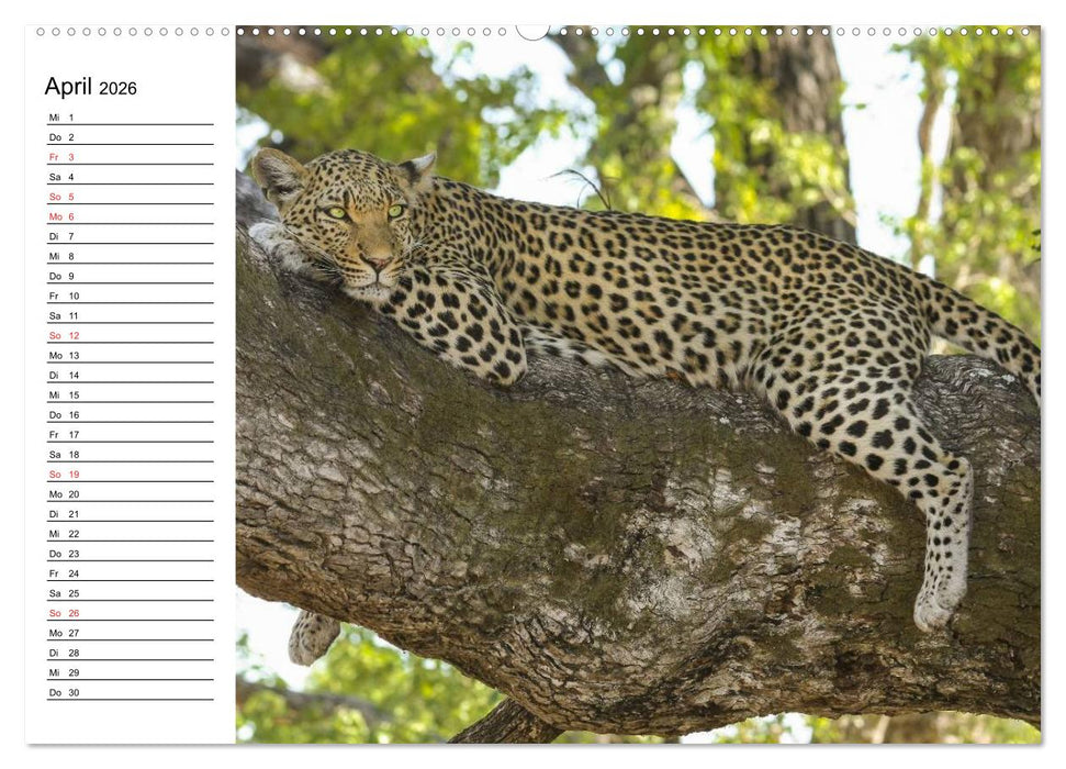 Leoparden. Elegante Jäger (CALVENDO Premium Wandkalender 2026)
