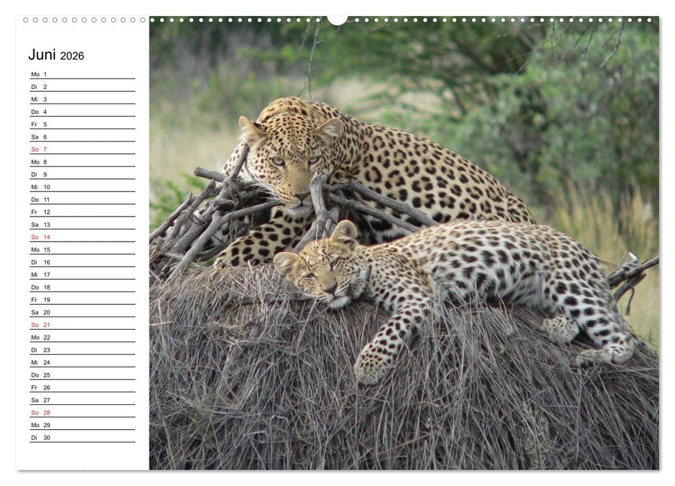 Leoparden. Elegante Jäger (CALVENDO Premium Wandkalender 2026)