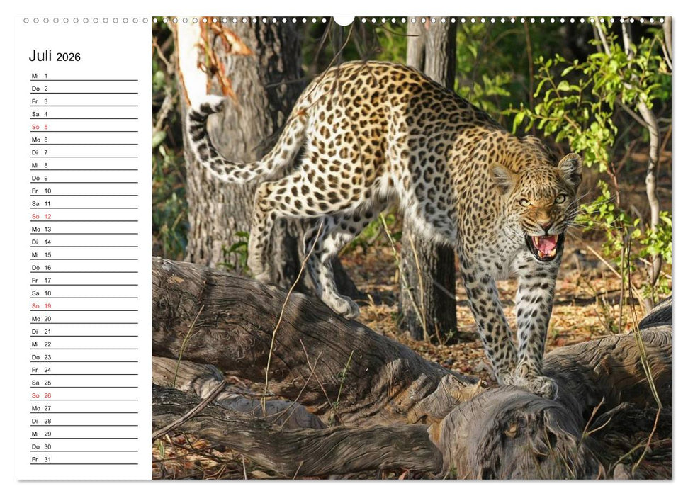 Leoparden. Elegante Jäger (CALVENDO Premium Wandkalender 2026)